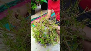 Diy garden ideas#gardening #plants #terracegarden