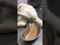 UTI 🐱
