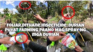 PAANO MAG SPRAY NG MGA TANIM NA DURIAN. DURIAN PUYAT,D101 VARIETY FARMING