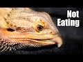 10 Reasons Your Bearded Dragon Isn't Eating