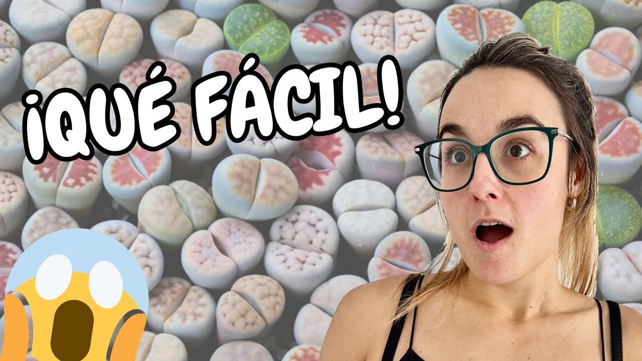¿Cómo DEBES sembrar las SEMILLAS de Lithops?
