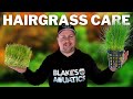 How to Get a Hairgrass Carpet - Dwarf Hairgrass Care and Propagation Guide