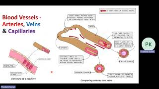 IGCSE Ch 9 Transport in animal part 2
