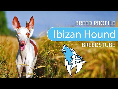 Video: Chó săn Ibizan