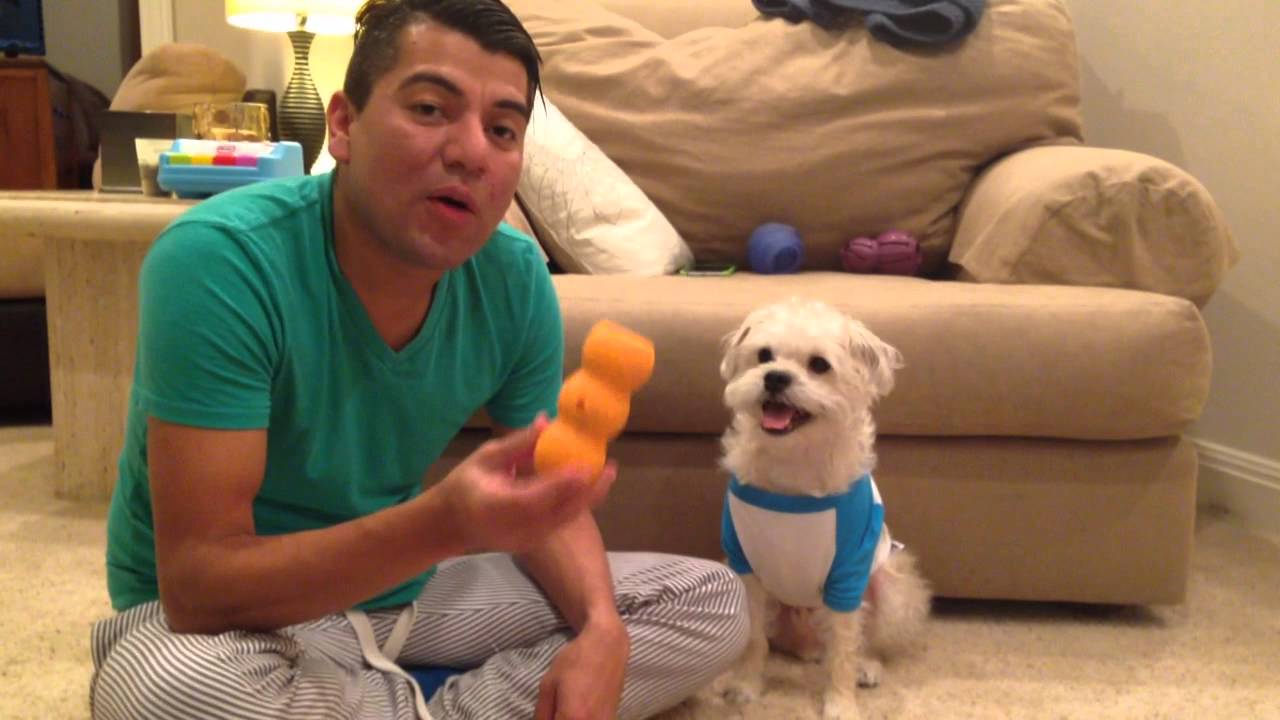 Rainy Day Games For Your Pup YouTube
