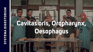 Tractus Digestorium I : Cavitas Oris, Oropharynx et Oesophagus screenshot 2