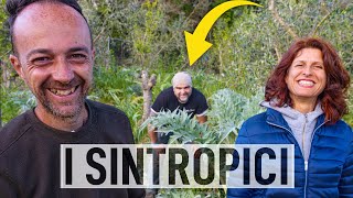 CARCIOFI e OLIVI. L'AGRICOLTURA SINTROPICA funziona!🌳