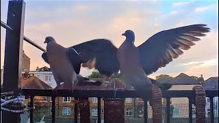 Wood Pigeons, Wing Slap Warfare, Sunset Slapathon / Balcony Bird Table 4K