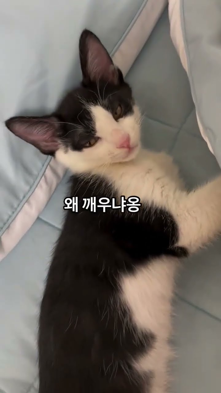 Très drôle le chat