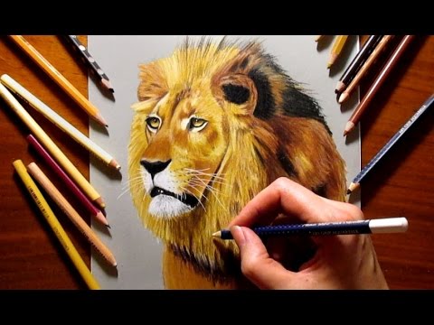 lion drawing images color