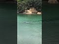 Two orca swim past some kids in New Zealand
