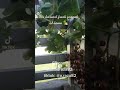 We harvest grapes at home .. #funnyvideo #gardening #fruits #funny #nature #fruits #travel