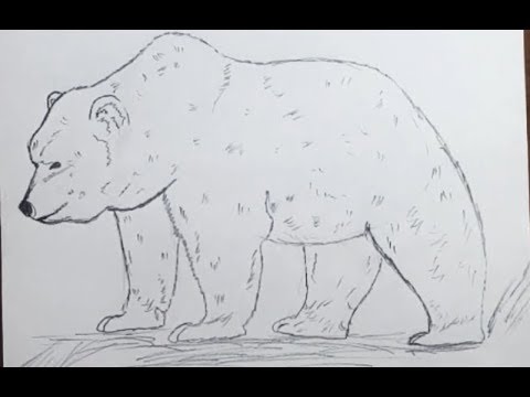 Ayı Nasıl Çizilir - Kolay Resim Çizme - Hayvan çizimleri