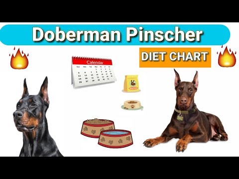 Doberman Dog Food Chart