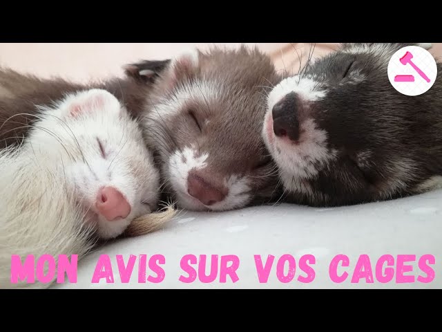 L'arrivée du furet à la maison - WanimoVéto