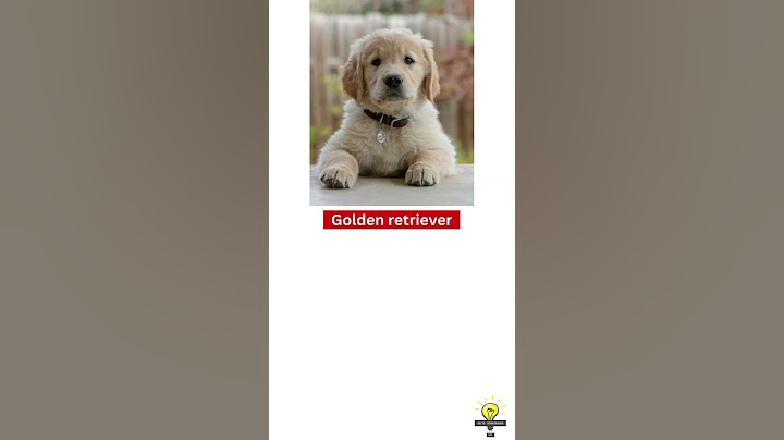 Can You Guess the Dog Breeds Quiz? 🐶 | Learn English Vocabulary with Pictures!