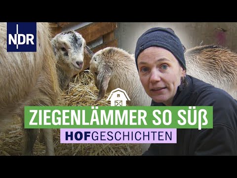 Zwei kleine Ziegenböcke
