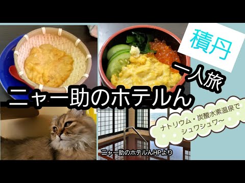 ウニの季節、ザルウニもウニ丼も美味しい~‼️ネコちゃんとも遊べて、温泉がシュワシュワな炭酸水素温泉で癒されました。