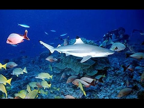 Scuba Diving Hin Daeng, Hin Muang & Koh Haa, Thailand - GoPro HERO3 Underwater