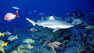 Scuba Diving Hin Daeng, Hin Muang & Koh Haa, Thailand - GoPro HERO3 Underwater