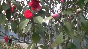 ツバキ Camellia japonica