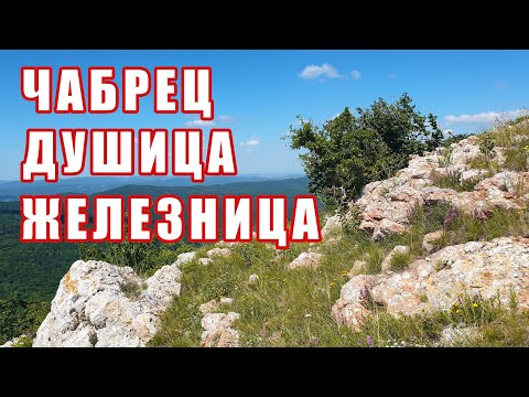 Чабрец, Душица, Железница. Полезные свойства и где растет. Крымские травы.