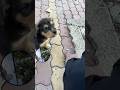 ベトナムの路上の子犬🐶