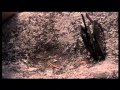 Видео . Сбежавший из ада