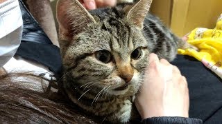 妹とイチャついて完全に自分を彼氏だと思い込んでしまった猫ｗ