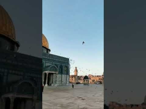 يلا امشي معانا علي فلسطين 