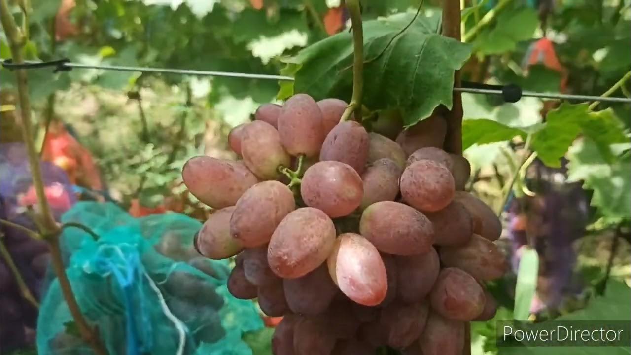 Самые ранние сорта винограда: описание, фото, отзывы