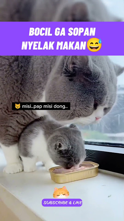 mbulet di selak bocil😅#kucinglucu #kucingmeongmeong #funnycats #cutecat #catmemes