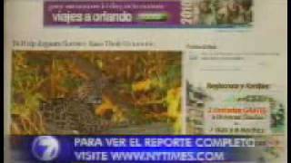 Pantheras Jaguar Conservation In Costa Rica Teletica