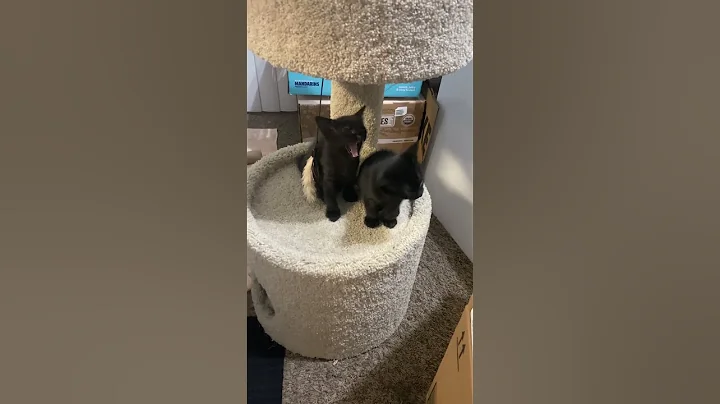 Video 9796091: bombay cat kitten, cute bombay cat, bombay black cat, cat kitten cutecat