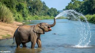 LIVE at the waterhole - 13 July 2026