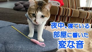 《猫の実話》外を眺めるのが好きなおてんば猫。ある寒い夜、障子を閉めて寝ていると暗がりの中から変な音が…。