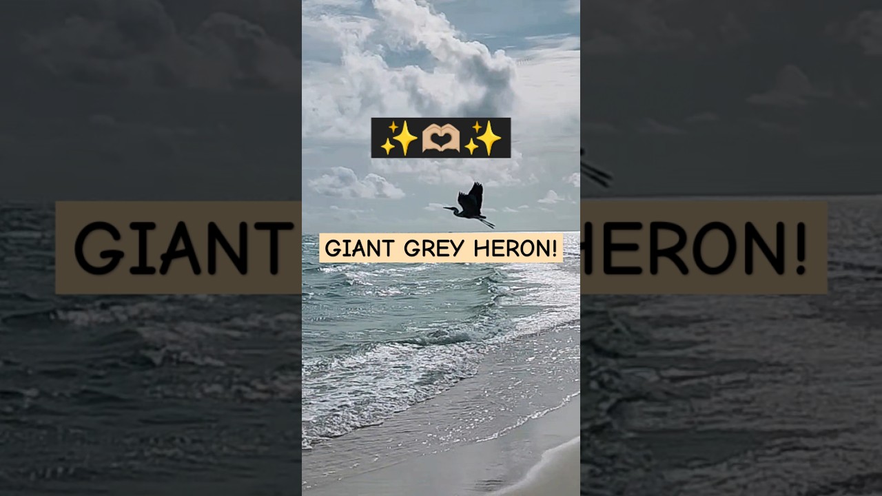 As A Giant Grey Heron Bird Files 🫴🏼💞🔥