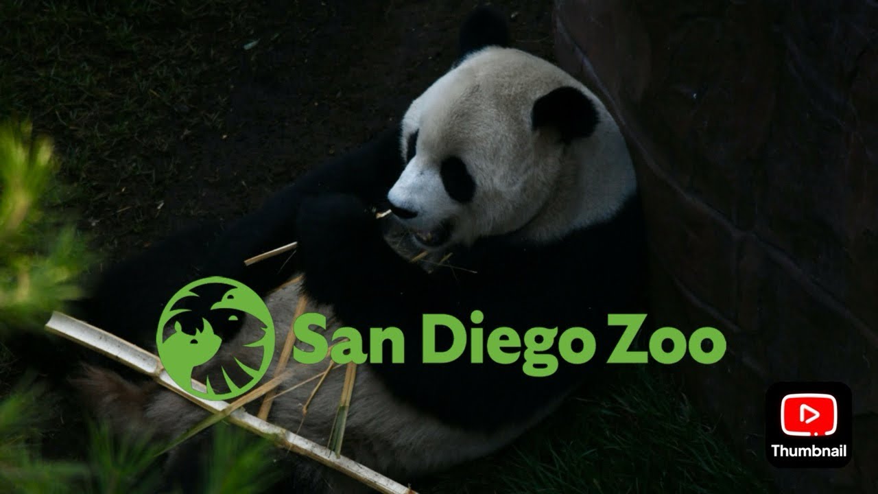 San Diego Zoo Conservation Projects