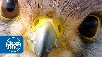 Kestrel | HD Documentary
