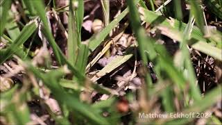 Tetramorium atratulum nuptial flight