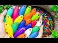 Catch Freshwater Aquarium Fish in Giant Colorful Eggs, Snapping Turtle, Ants, Guppies, Koi, Spiders