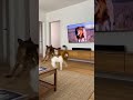 We were just joking… #pets #funny #dog #cat #animals