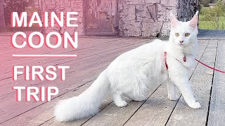 Travelling with kitten for a first time | MAINE COON KITTEN  (+tips)