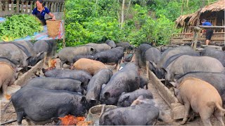 Feed wild boars, harvest vegetables, take care of piglets, and give birth to piglets