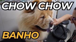 Dicas para banho ChowChow by Pet's com Pinta 205 views 3 months ago 1 minute, 51 seconds
