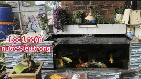 Hồ Cá Koi 1,6 Khối Đẹp - Bộ Lọc Sáng Tạo Giúp Nước Cực Trong.Hồ Của Em Lâm ở Bình Định.