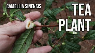 Tea Plant - Camellia sinensis