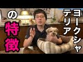 【ヨークシャーテリアの特徴】性格や、かかりやすい病気、お手入れについてペットショップ店長が解説します!
