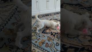 Peach and the Red Dot