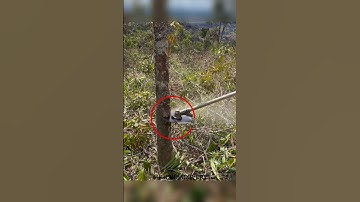 Người đàn ông dùng máy phát cỏ để cưa cây đẳng cấp #shorts